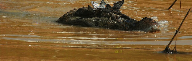 Caimán Negro