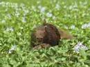 Caiman Vs Capybara