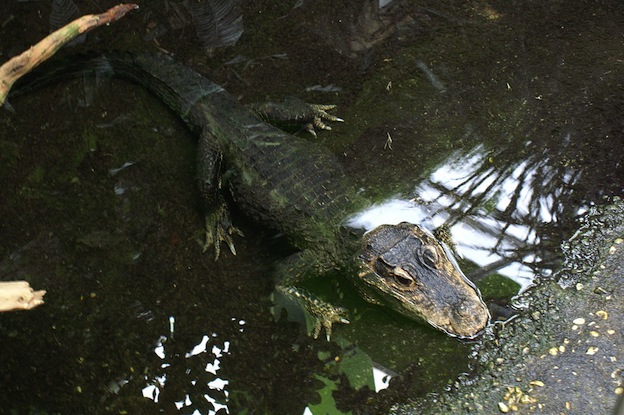 Características del cocodrilo enano.