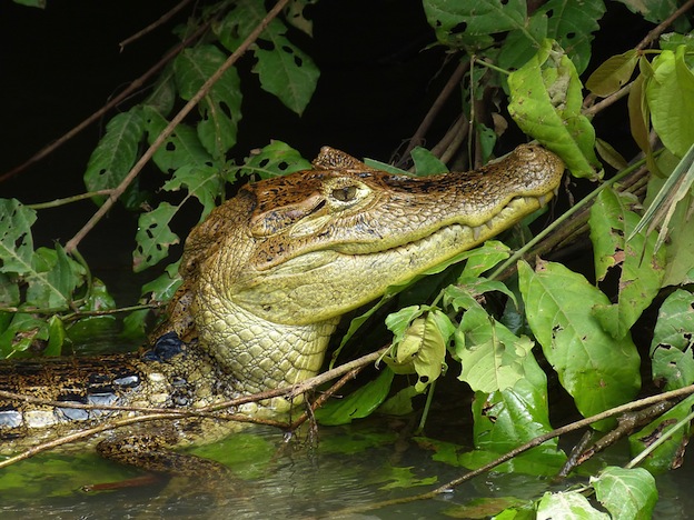 Hábitat natural de los caimanes.