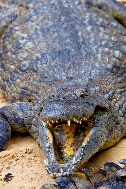 Types of crocodiles - Species