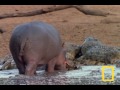Cocodrilos E Hipopótamos