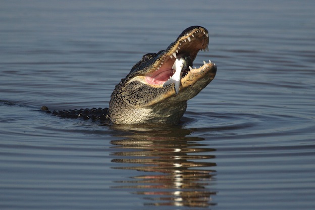 Dieta de los cocodrilos.