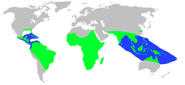 Ubicación de los cocodrilos.