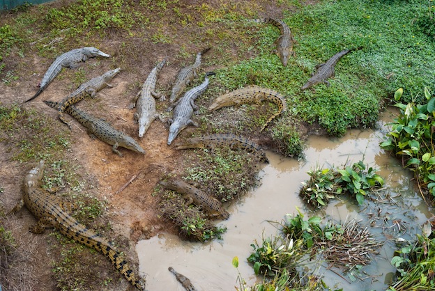 Crocodile Habitat Facts