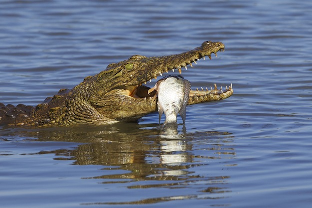 Crocodile eating habits