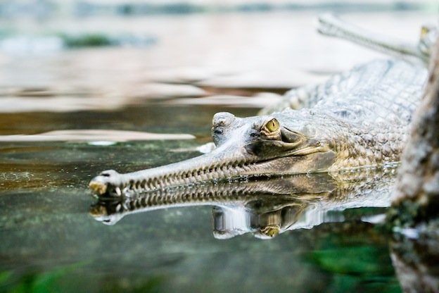 Descripción del gavial del Ganges.