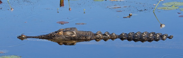 crocodile feeding_picture