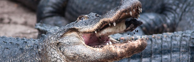 crocodile_hunting_picture