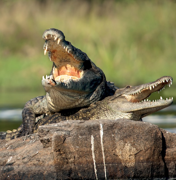 Crocodile Reproduction facts