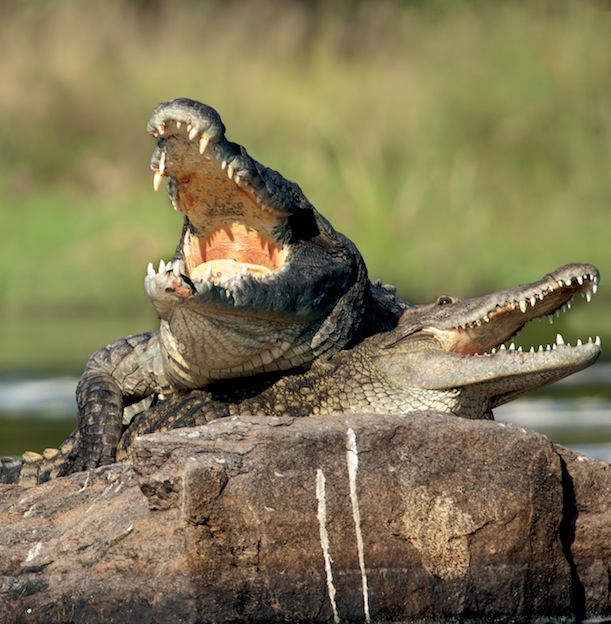 Hábitos reproductivos de los cocodrilos.