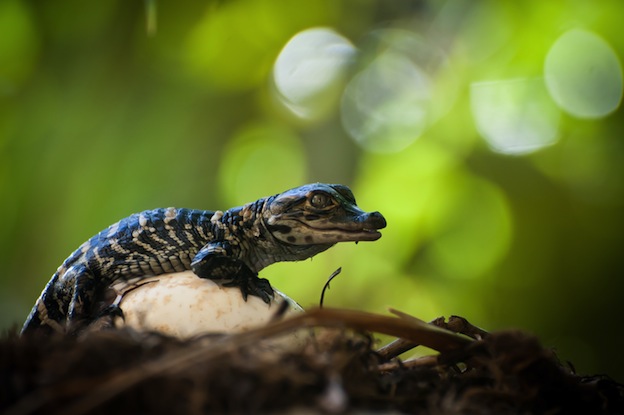 Apareamiento de los cocodrilos