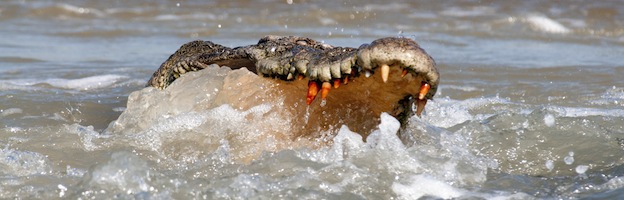 Saltwater Crocodile