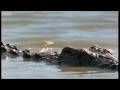 The Nile Crocodile - Wild Africa